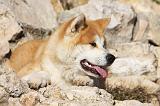 AKITA INU 233